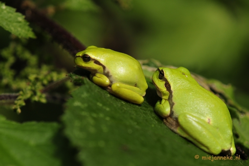 _DSC6188.JPG - Boomkikkertjes