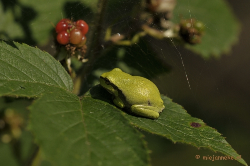 _DSC8663.JPG - Boomkikkertjes