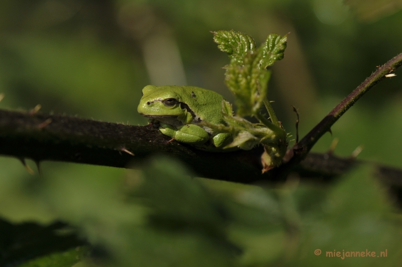 _DSC8696.JPG - Boomkikkertjes