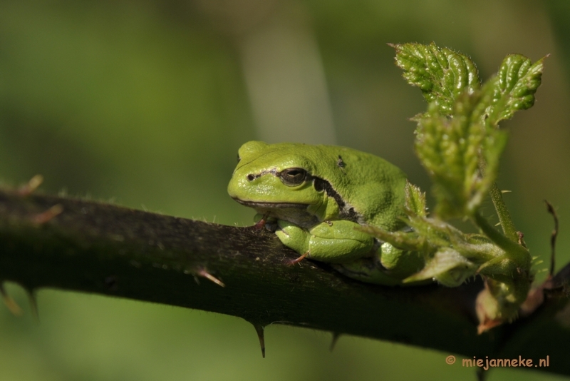 _DSC8705a.JPG - Boomkikkertjes