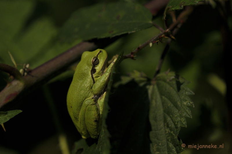 _DSC8760.JPG - Boomkikkertjes