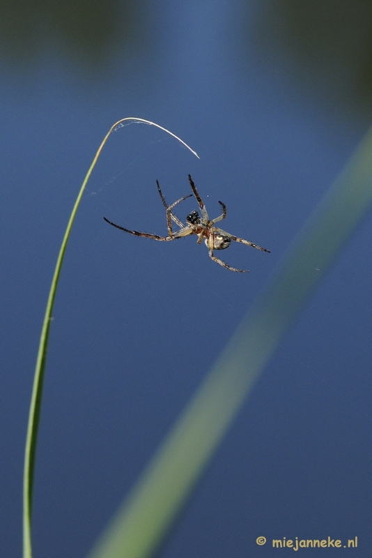 _DSC6644.JPG - Macro