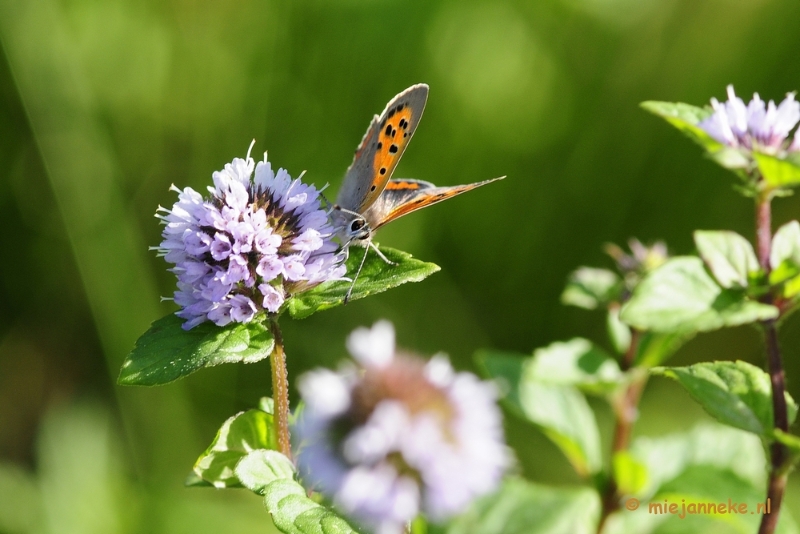 _DSC6822.JPG - Macro