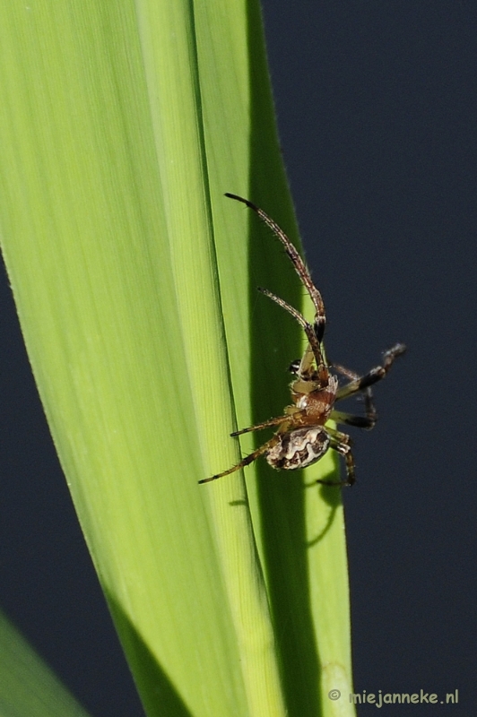 spin10.JPG - Macro