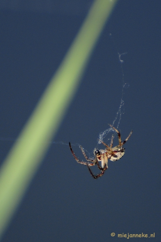 spin12.JPG - Macro