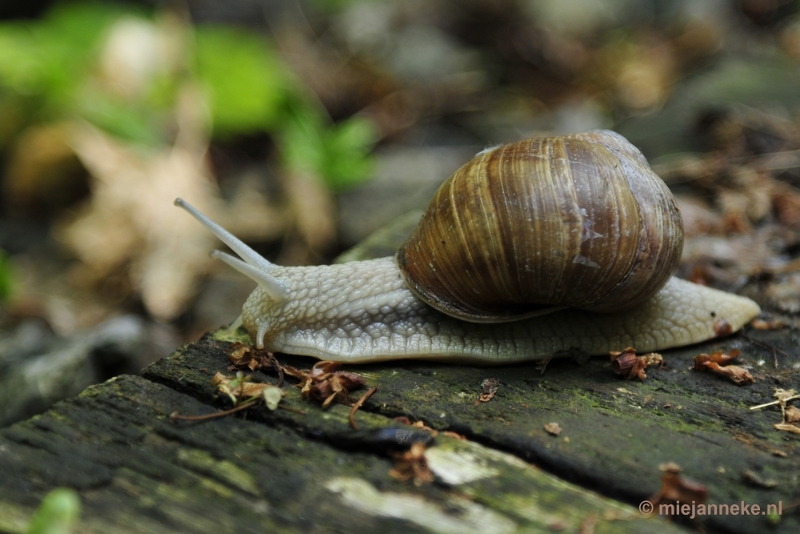 _DSC6200.JPG - Natuur in Hombourgh