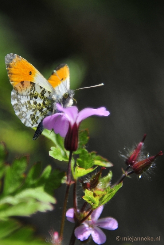 _DSC6335.JPG - Natuur in Hombourgh
