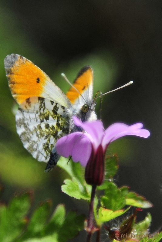 _DSC6337.JPG - Natuur in Hombourgh