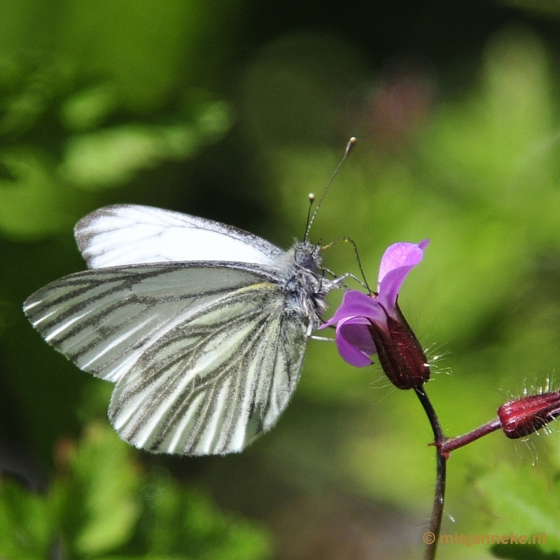 _DSC6412.JPG - Natuur in Hombourgh