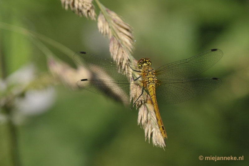 _DSC1553.JPG - Limburg
