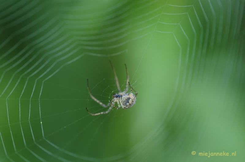 _DSC5751.JPG - Limburg