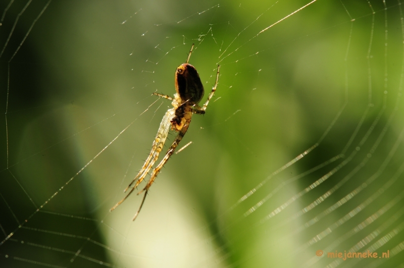 _DSC5810.JPG - Limburg
