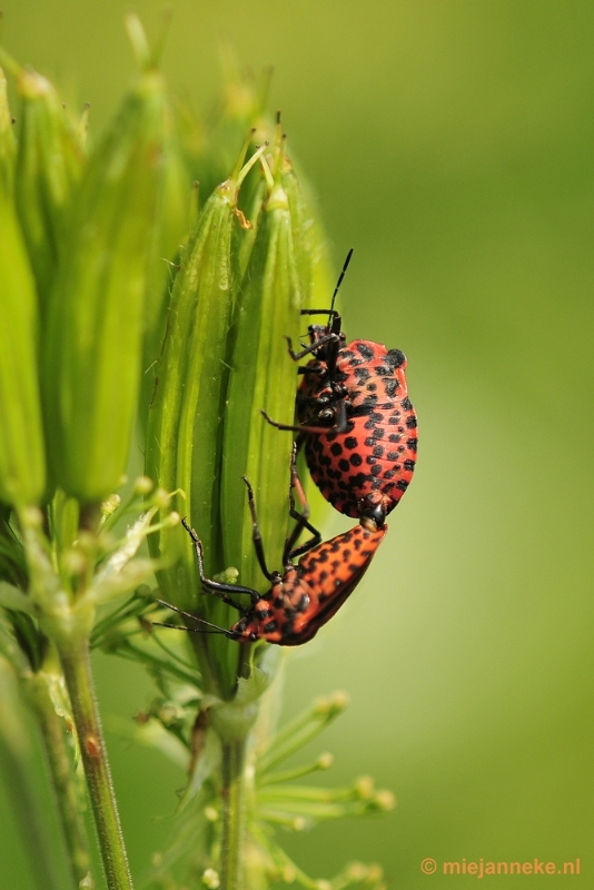 _DSC7990.JPG - Macro in de natuurtuin