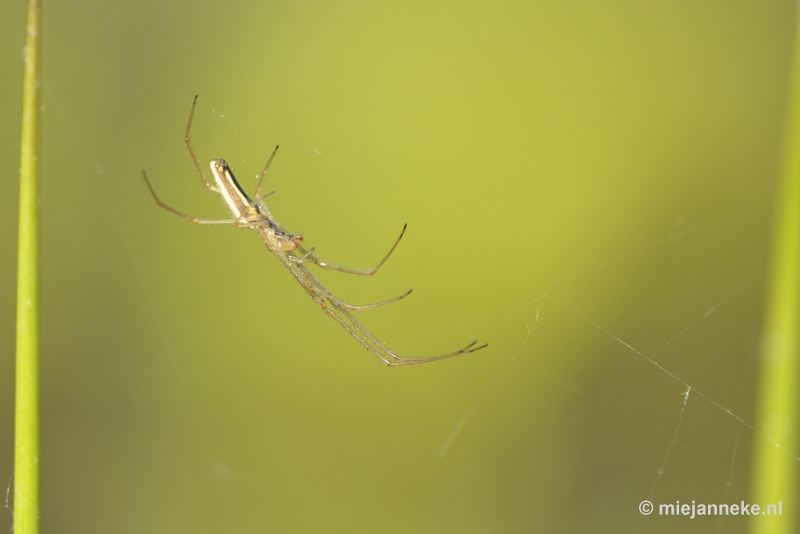 _DSC8138.JPG - Macro in de natuurtuin