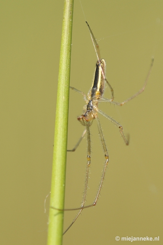 _DSC8145a.JPG - Macro in de natuurtuin