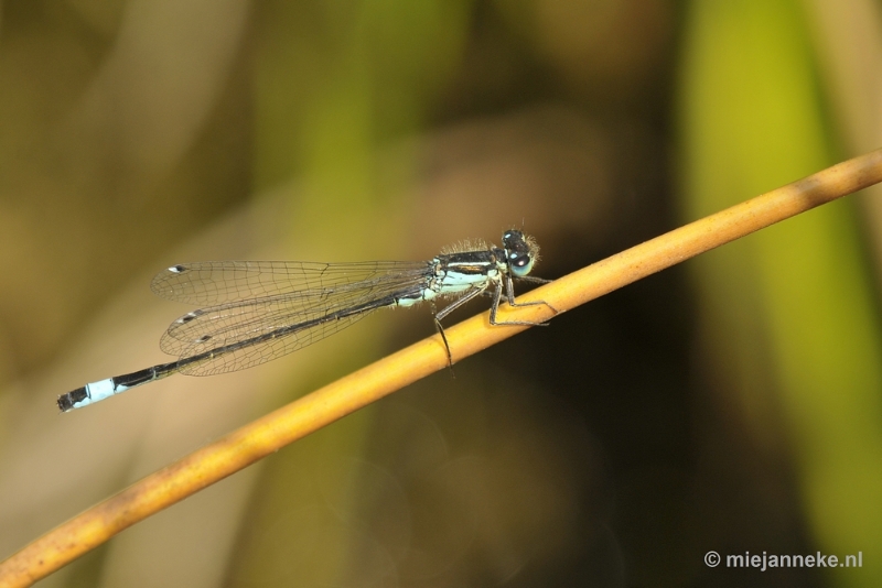 _DSC8156.JPG - Macro in de natuurtuin
