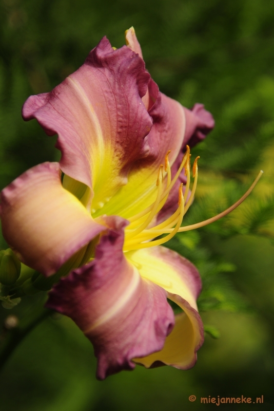 _DSC1996a.JPG - Floriade 2012