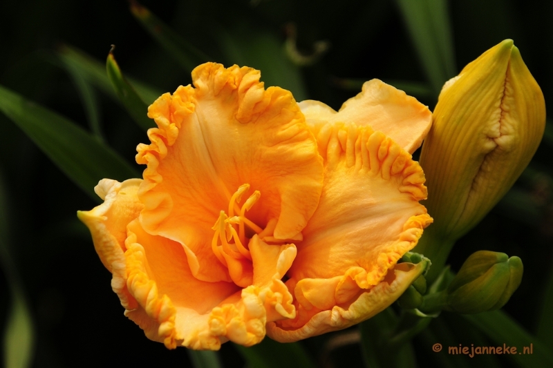 _DSC2001.JPG - Floriade 2012