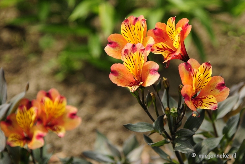 _DSC2164.JPG - Floriade 2012