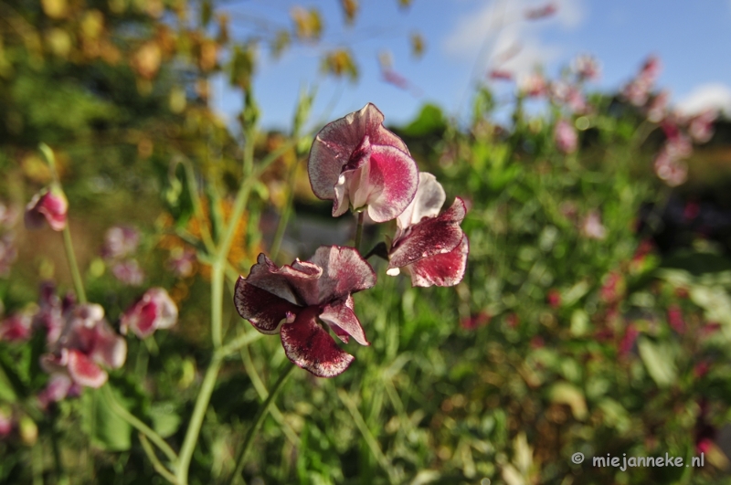 _DSC8929.JPG - Floriade 2012