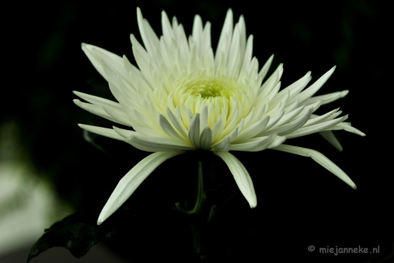 _DSC9244a.JPG - Floriade 2012