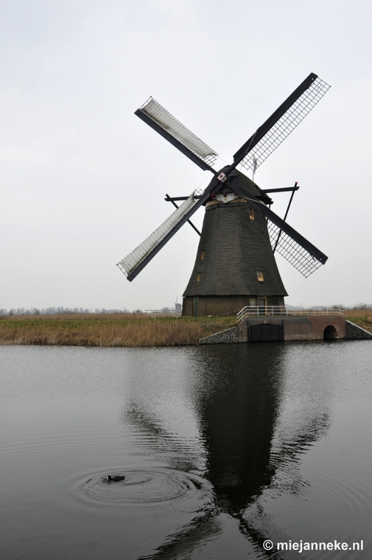 _DSC8962.JPG - Kinderdijk