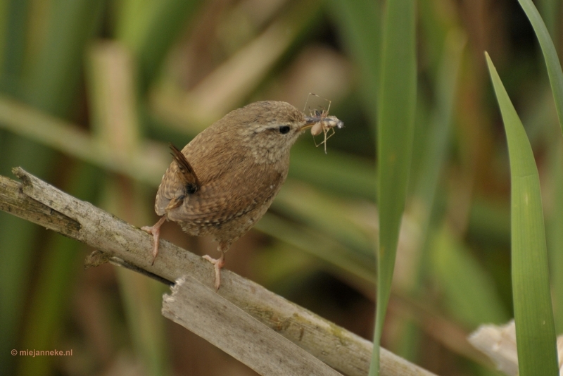 _DSC4135.JPG - Vogels