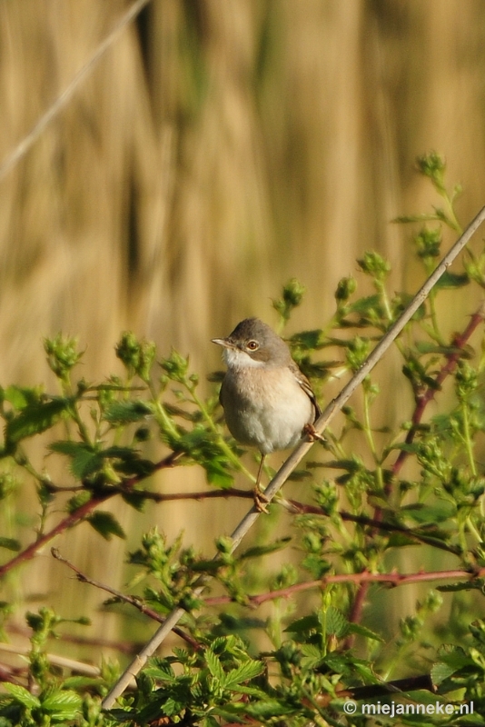 b001.JPG - Vogels