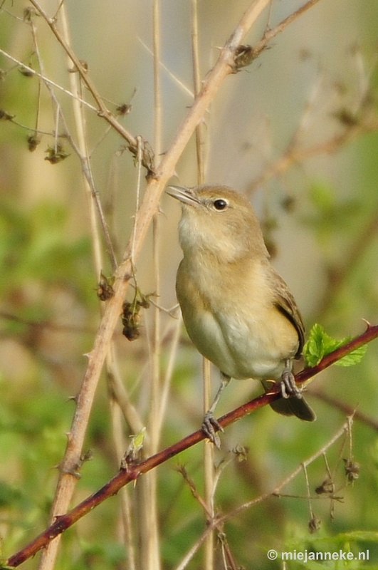 b002.JPG - Vogels