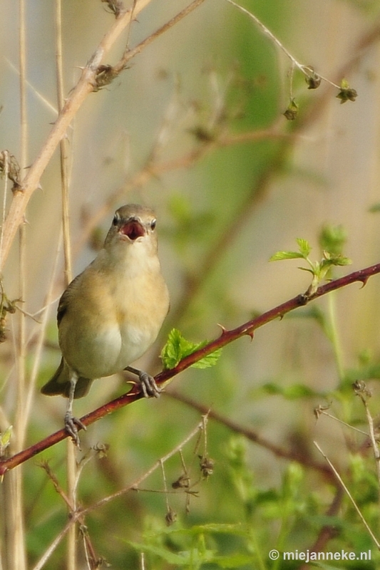 b003.JPG - Vogels