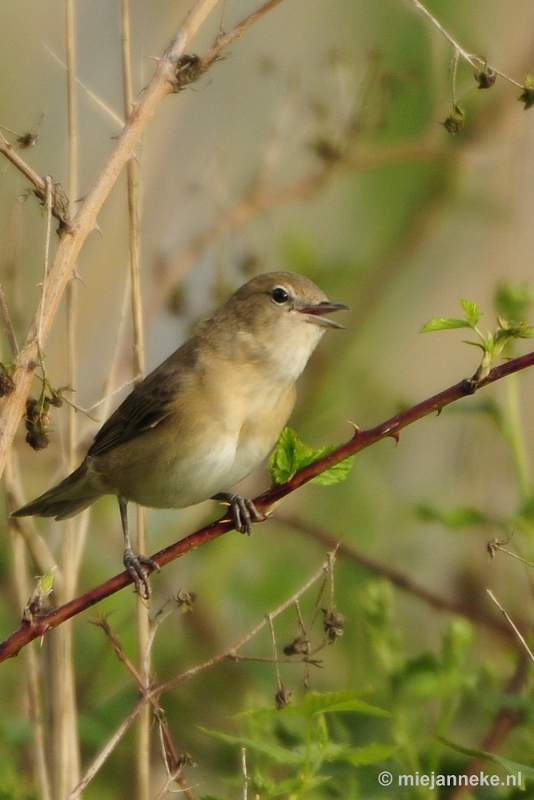 b004.JPG - Vogels