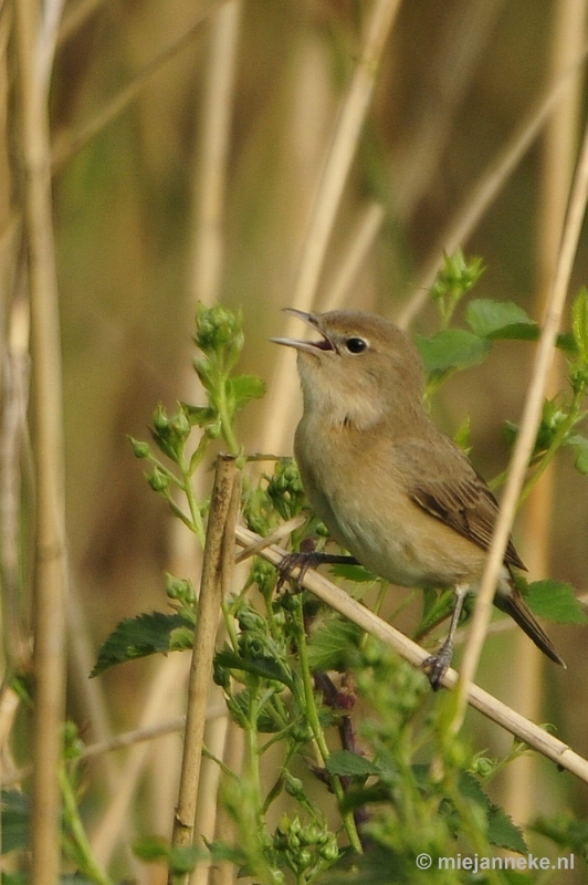 b006.JPG - Vogels