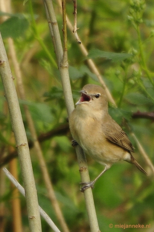 b007.JPG - Vogels