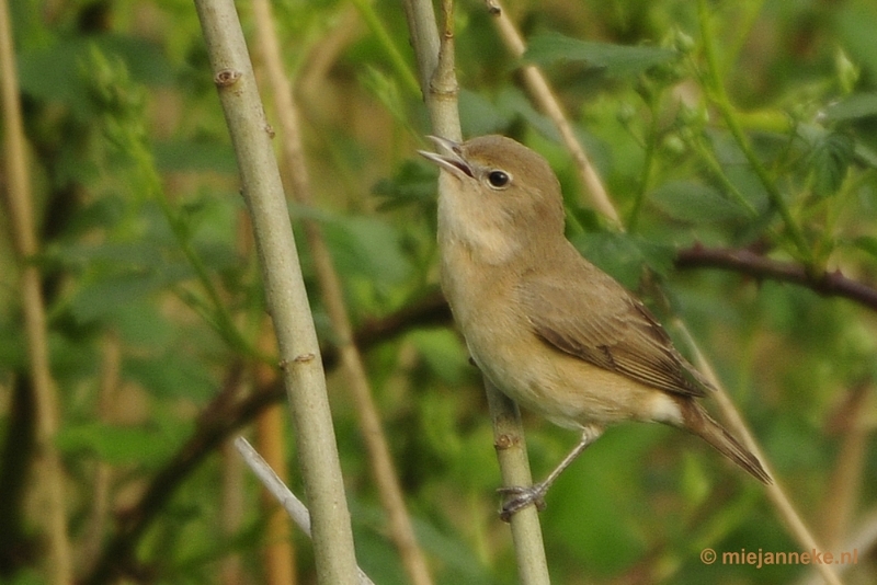 b008.JPG - Vogels