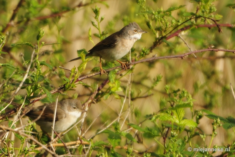 b009.JPG - Vogels