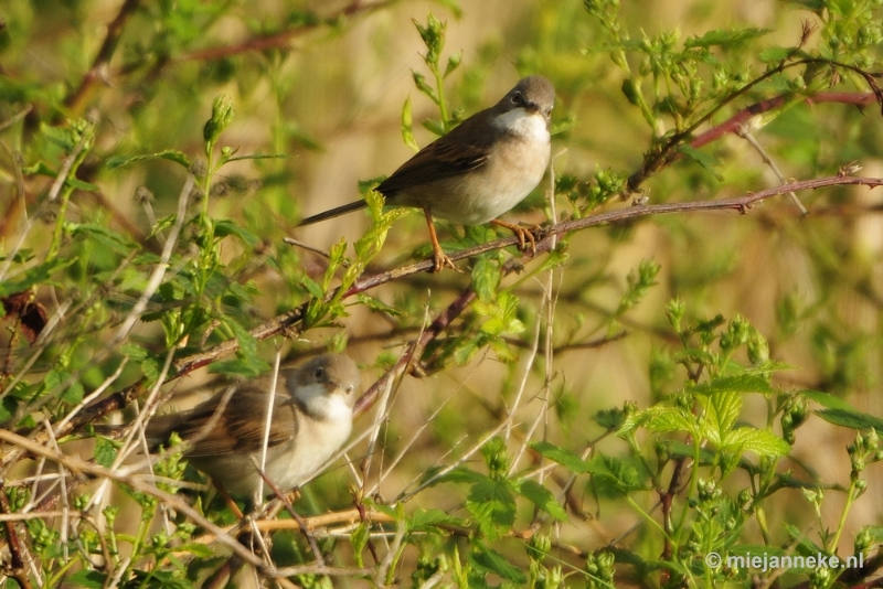 b010.JPG - Vogels