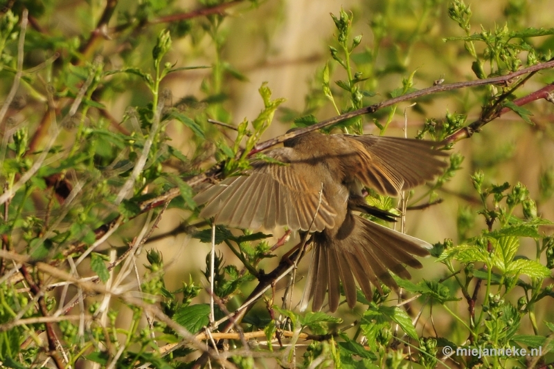 b011.JPG - Vogels