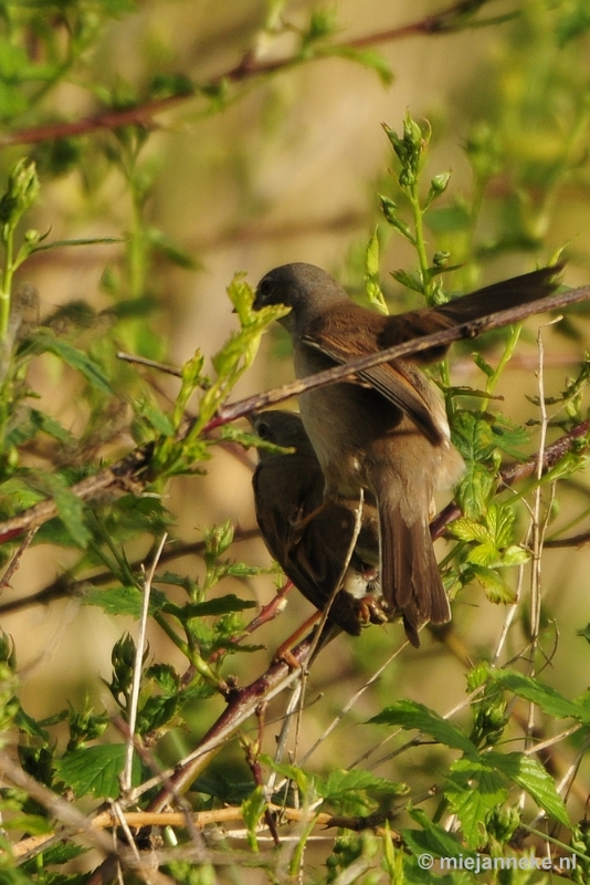 b012.JPG - Vogels