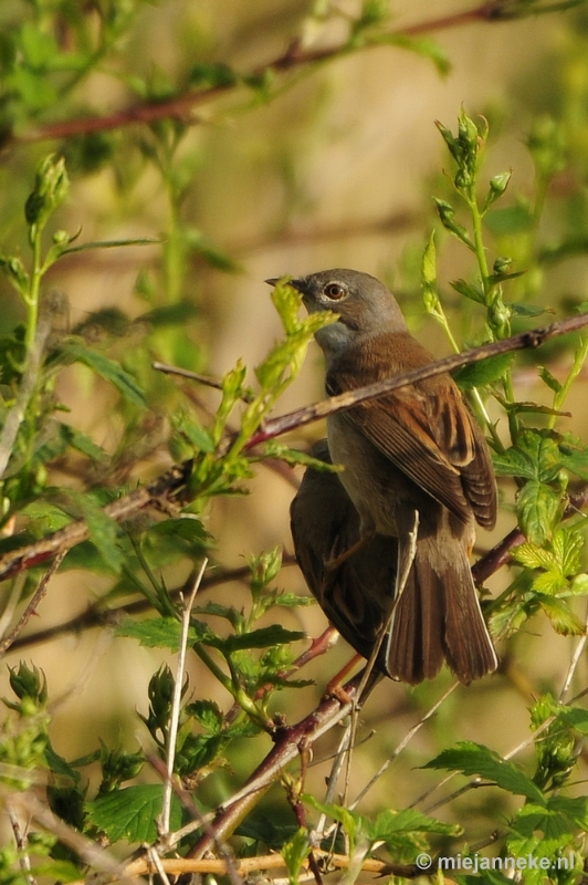 b013.JPG - Vogels