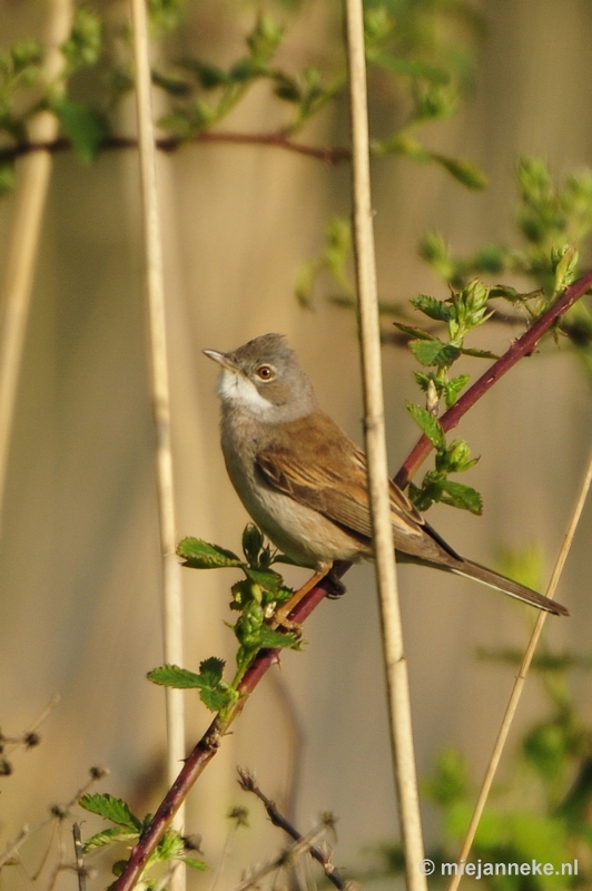 b014.JPG - Vogels