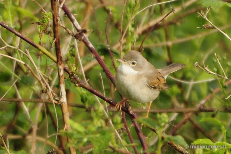 b016.JPG - Vogels