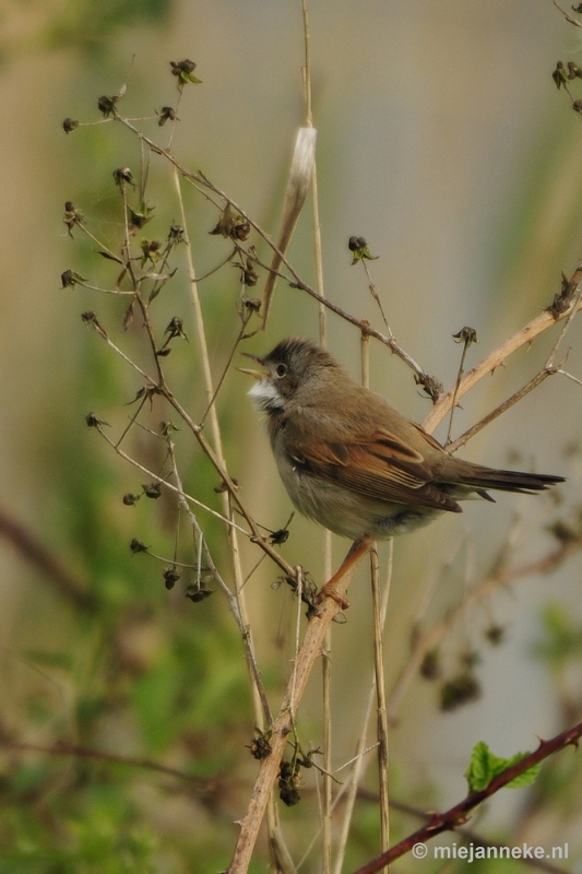 b017.JPG - Vogels