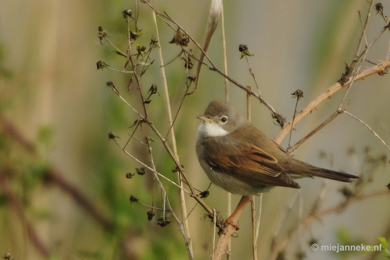 b018.JPG - Vogels