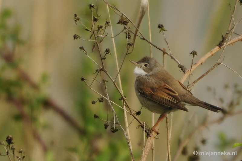 b019.JPG - Vogels