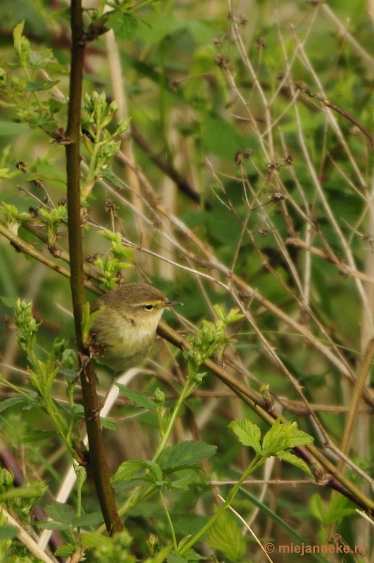 b020.JPG - Vogels