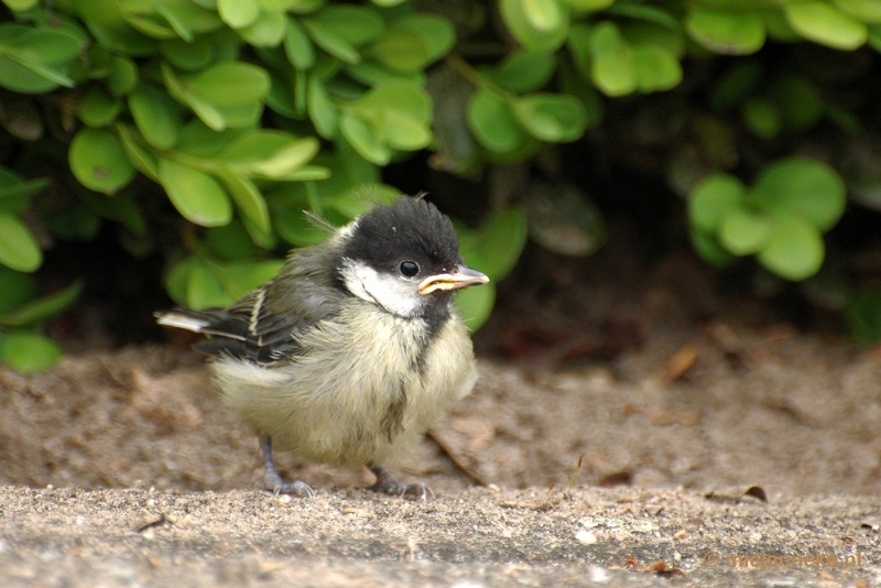 c001.JPG - Vogels