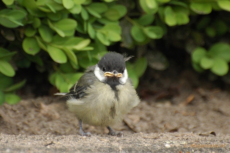 c002.JPG - Vogels