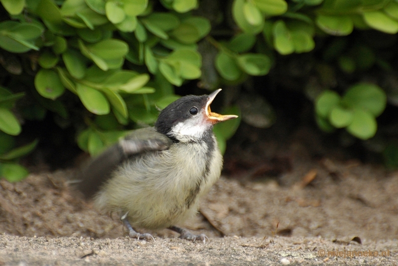 c003.JPG - Vogels