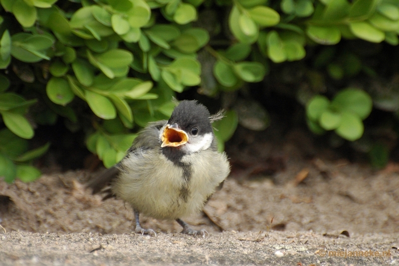 c005.JPG - Vogels