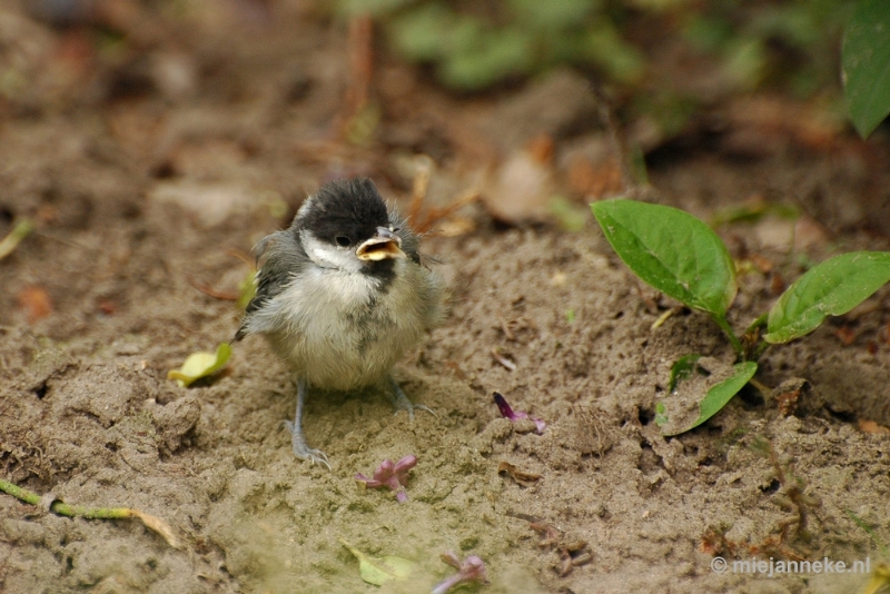 c006.JPG - Vogels